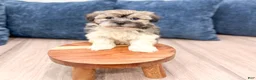 Havanese dogs for sale: Axel - Ad 3