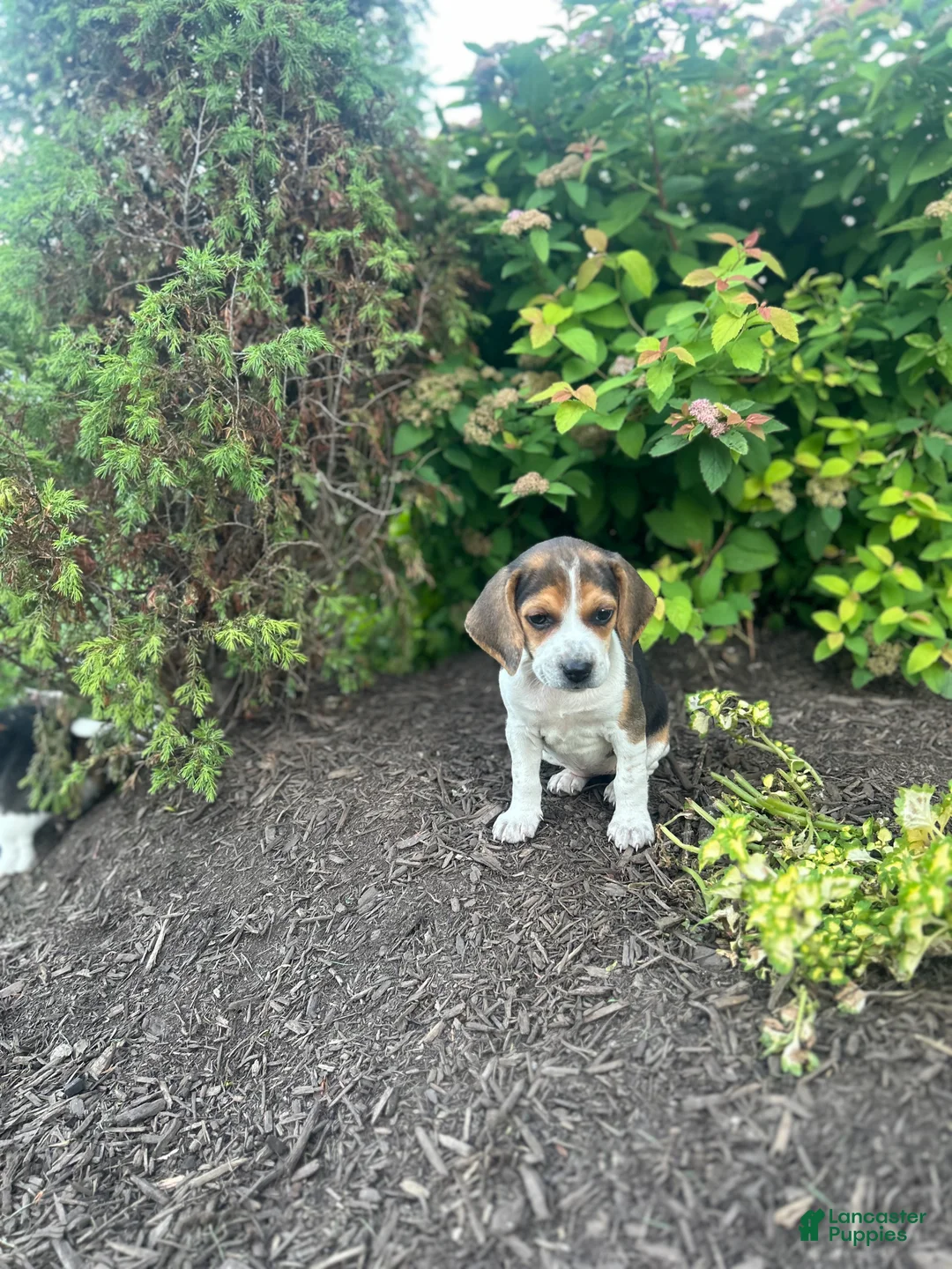 Beagle dogs for sale: Shenandoah - Ad 1