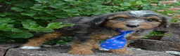 Mini Aussiedoodle dogs for sale: Mini Ace - Ad 16