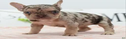 Mixed Breed dogs for sale: Pumpkin spice  - Ad 9