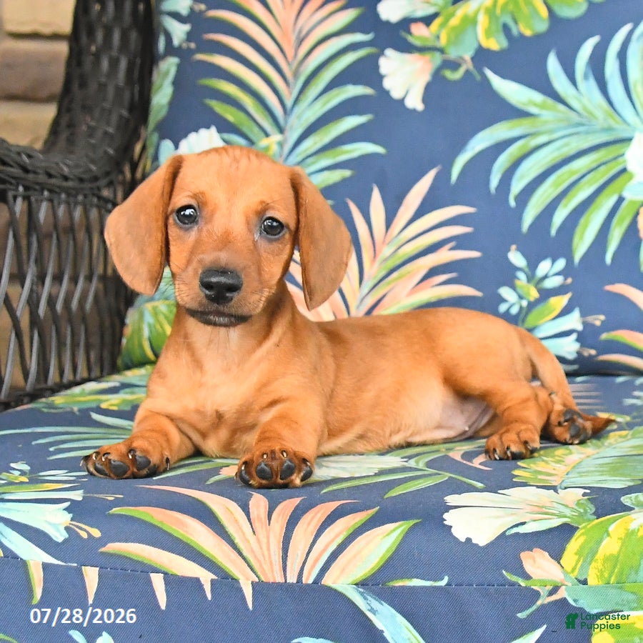 Miniature Dachshund dogs Jess  - Ad 1