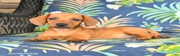 Miniature Dachshund dogs for sale: Jess  - Ad 1