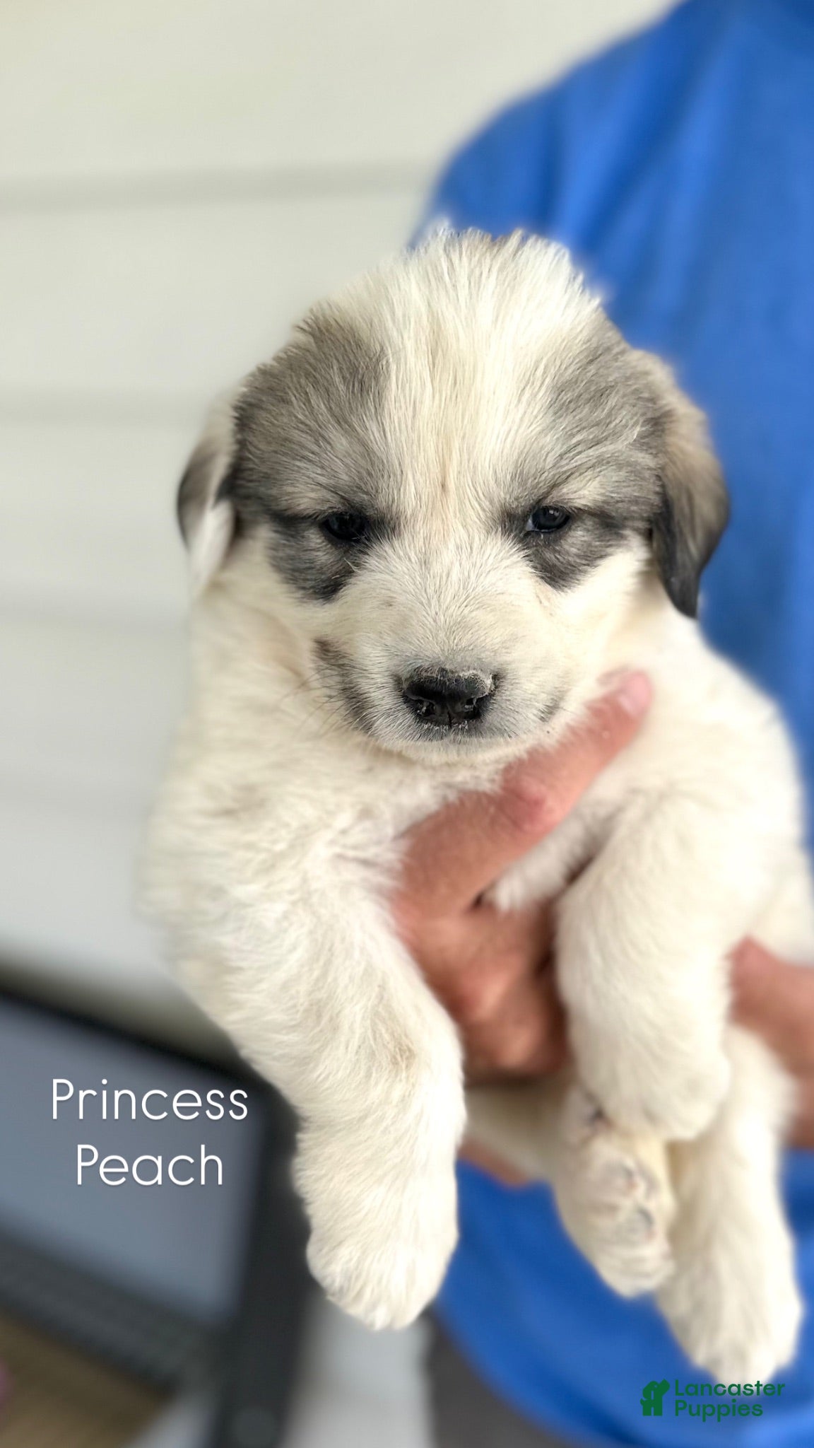 Great Pyrenees dogs Princess Peach - Ad 1
