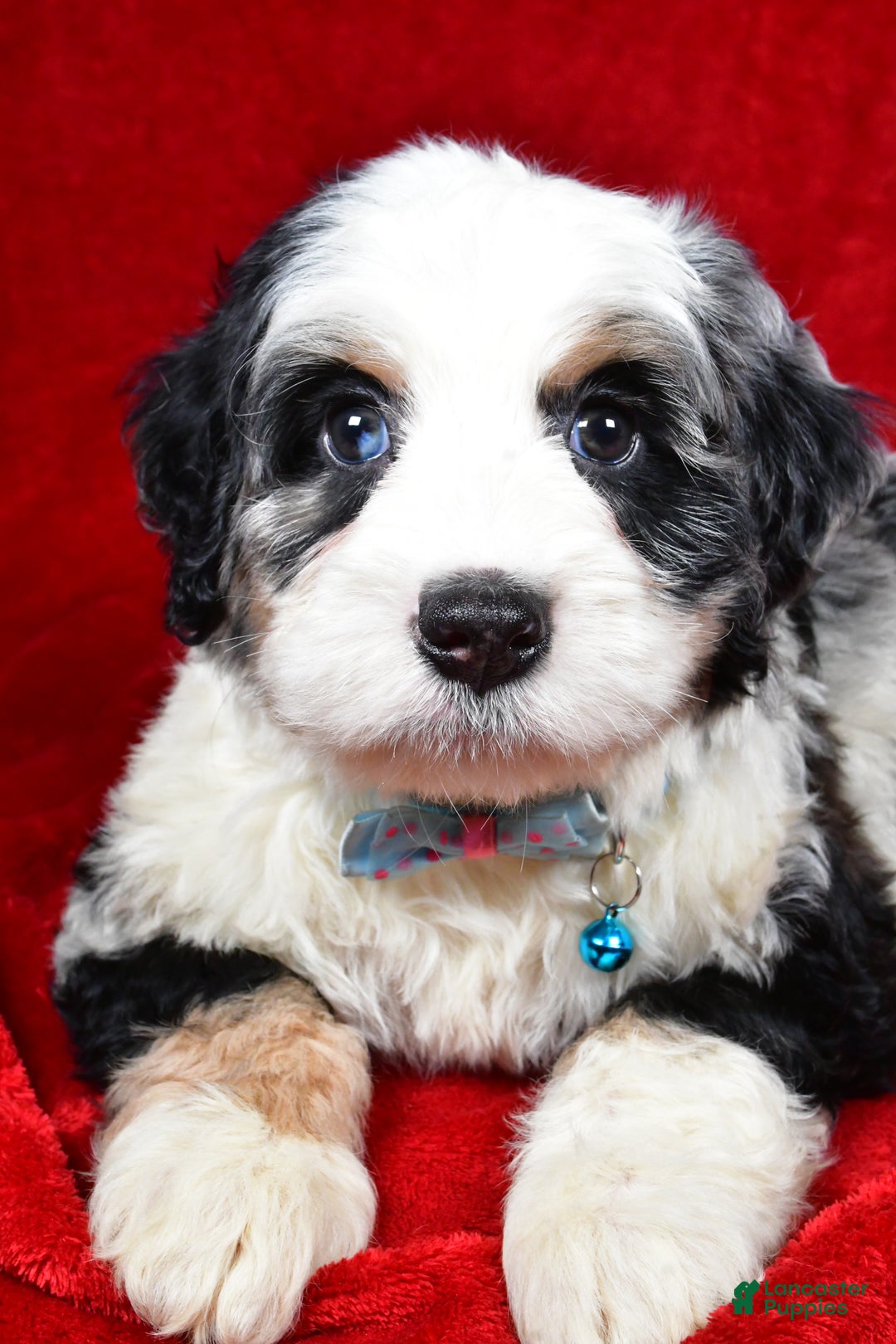 Mixed Breed dogs for sale: Cooper - Ad 5