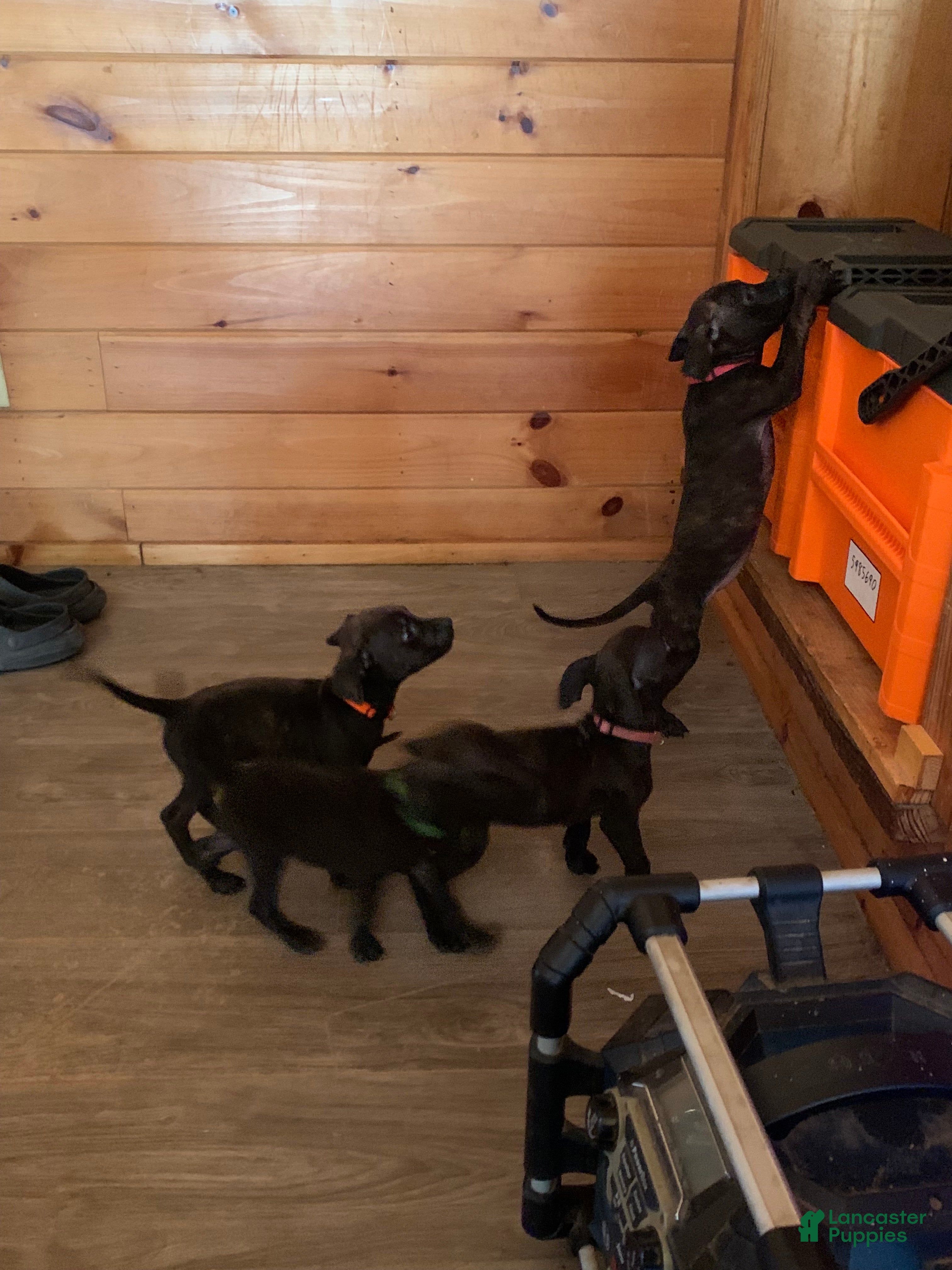 Mixed Breed dogs Mixed Breed 14 - Ad 25