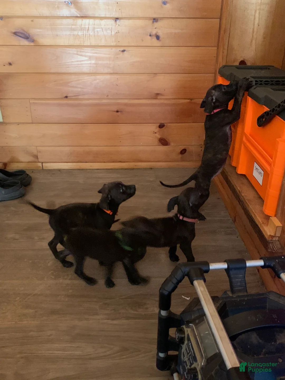 Mixed Breed dogs for sale: Mixed Breed 14 - Ad 1