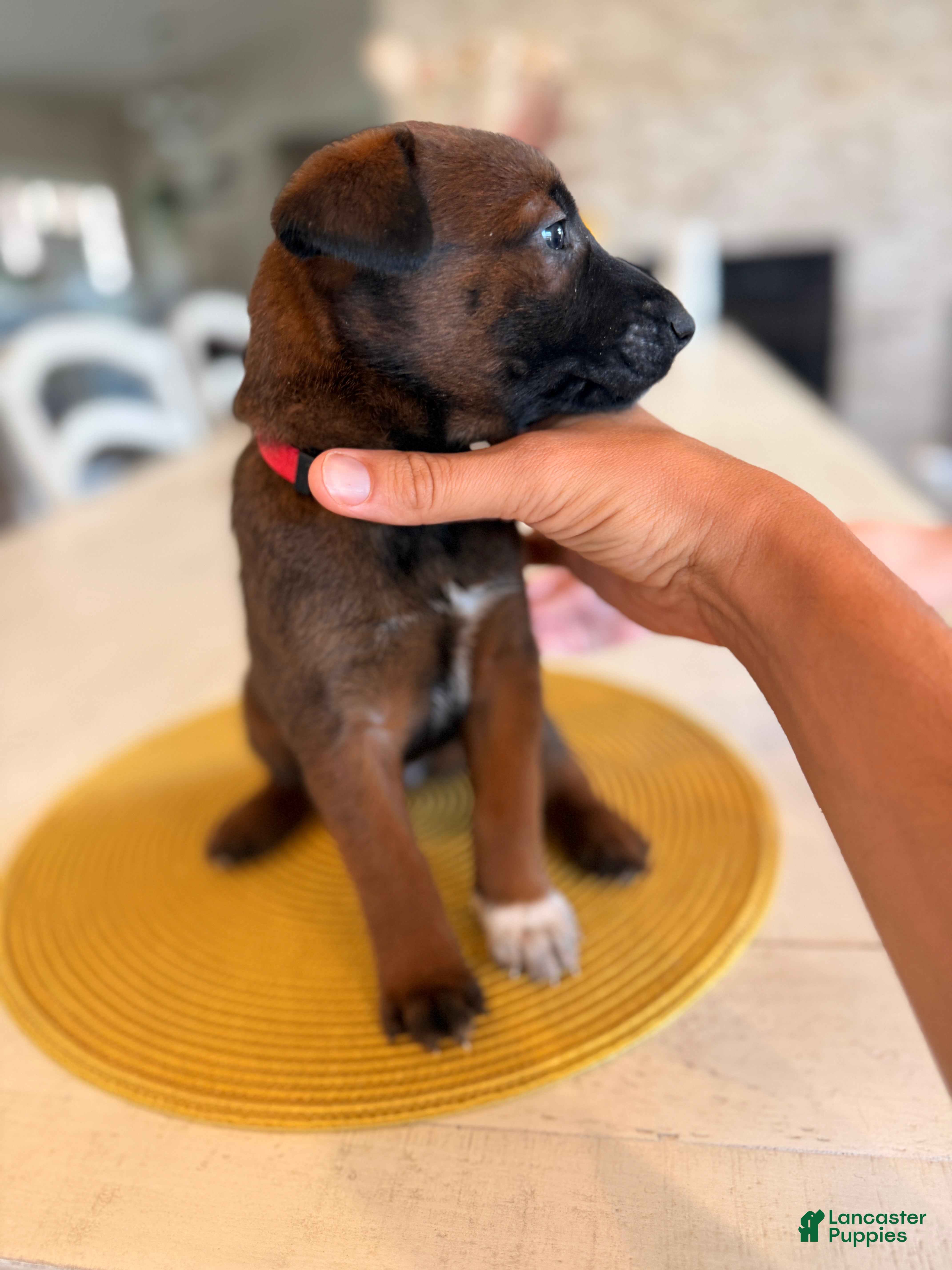 Belgian Malinois dogs Daisy - Ad 1