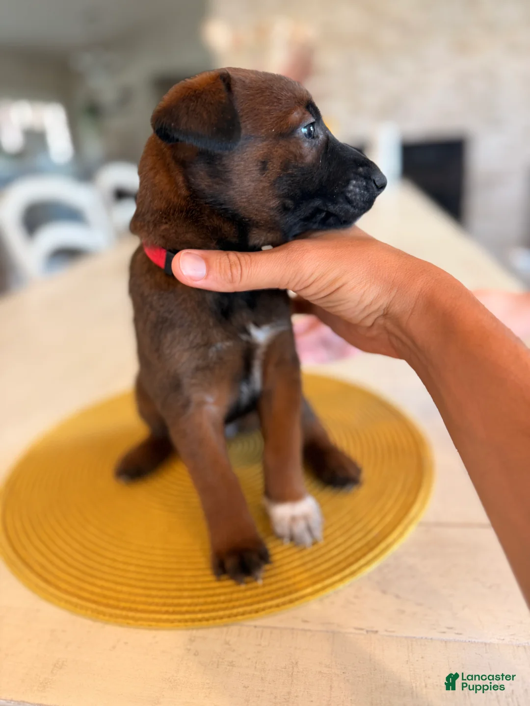 Belgian Malinois dogs for sale: Daisy - Ad 1