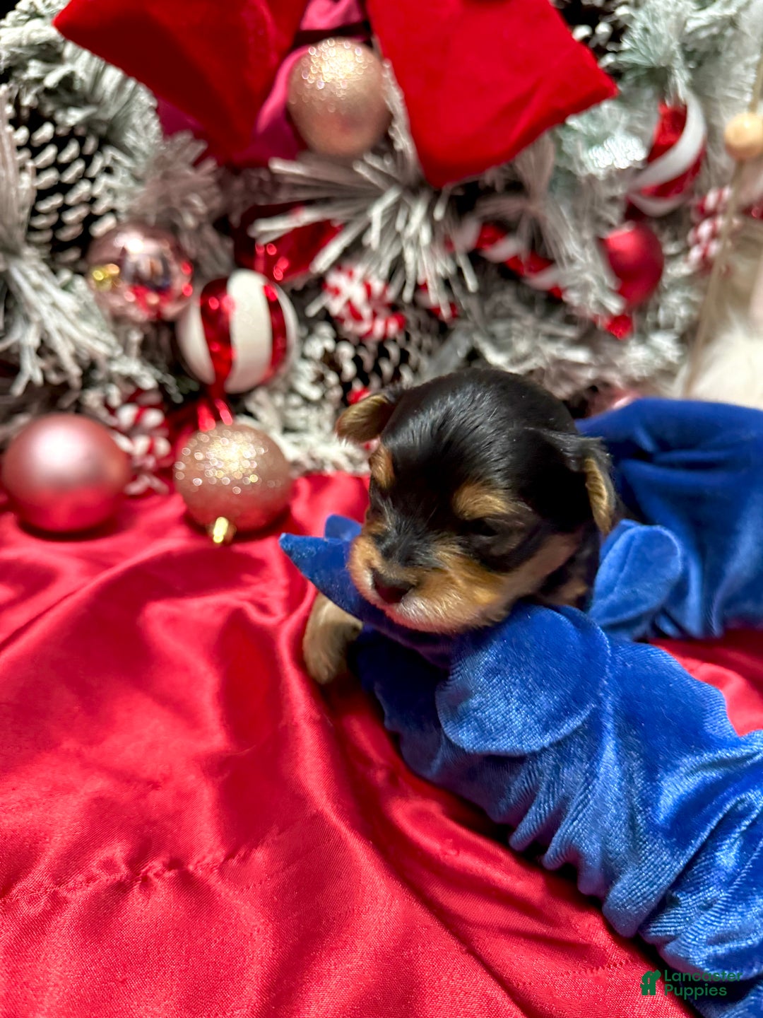 Yorkshire Terrier dogs for sale: Fettuccine  - Ad 7