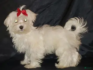 Maltese dogs Maltese Puppy 3 - Ad 14