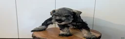 Miniature Schnauzer dogs for sale: Coco - Ad 3