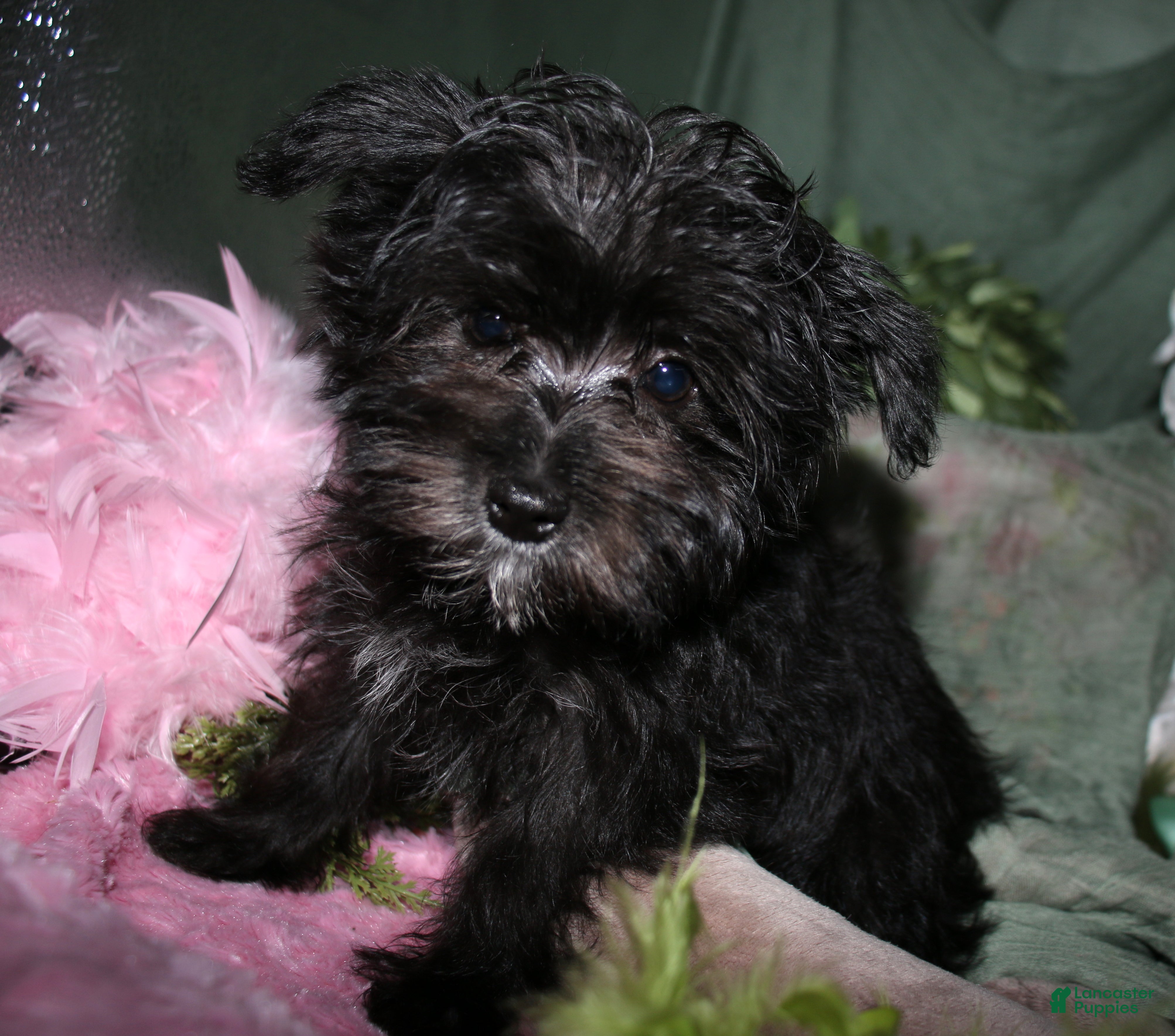Morkie dogs Frank - Ad 2