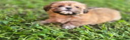Shih Tzu dogs for sale: Doc - Ad 2
