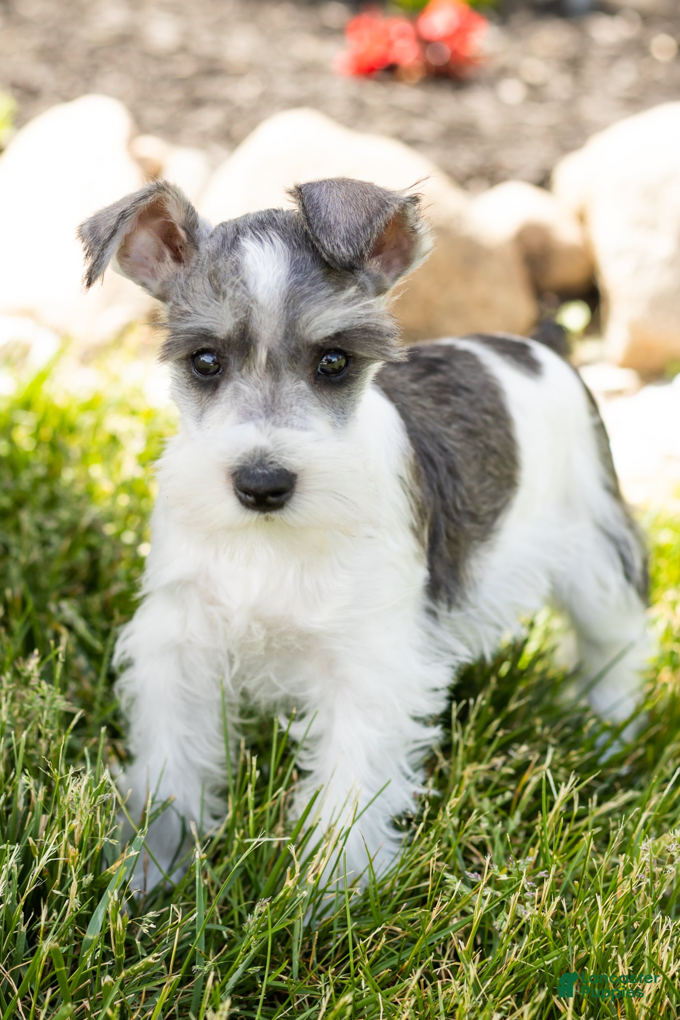 Miniature Schnauzer dogs Sophia  - Ad 42