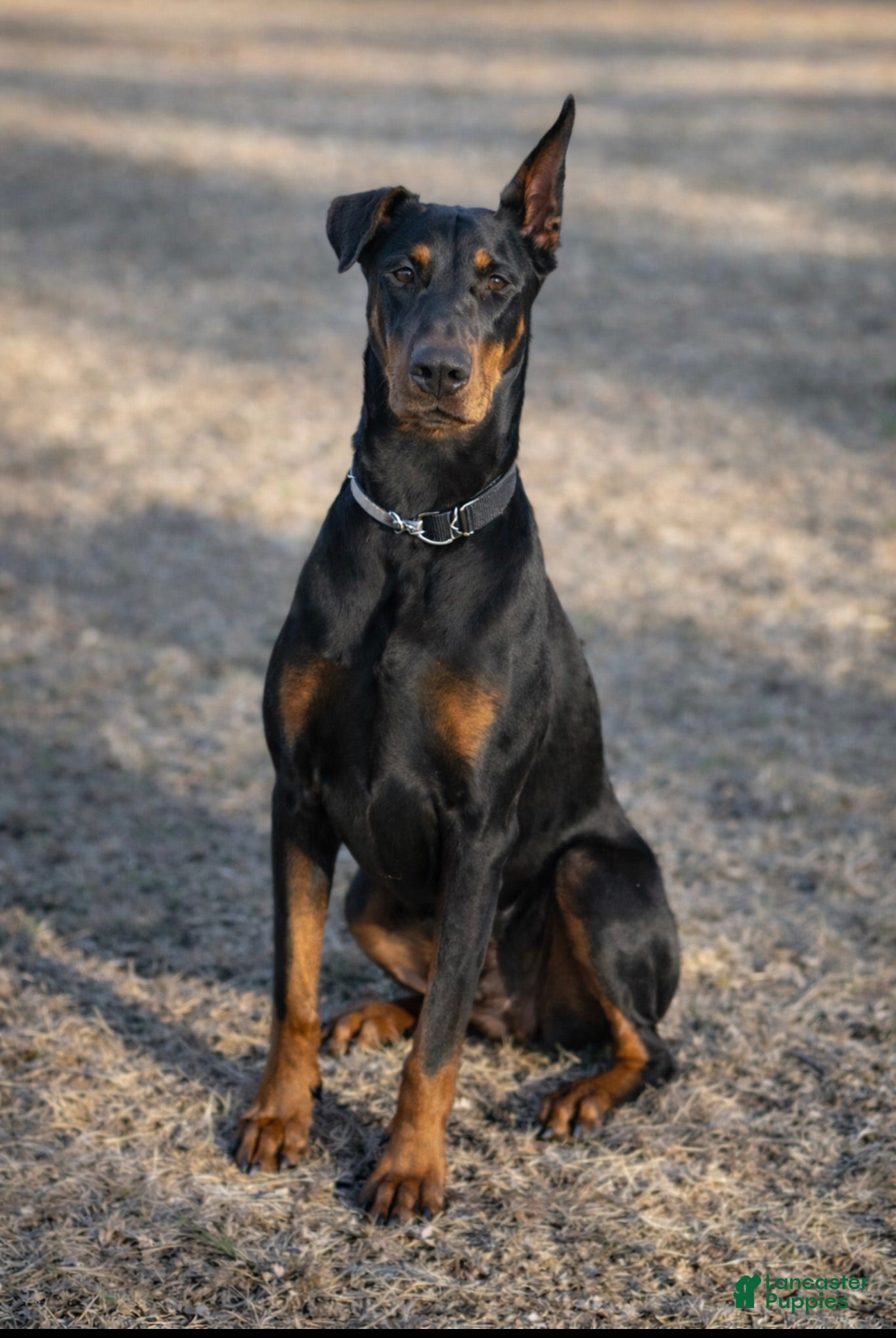 Doberman Pinscher dogs Doberman Pinscher Puppy 2 - Ad 39