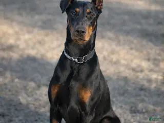 Doberman Pinscher dogs Doberman Pinscher Puppy 2 - Ad 39