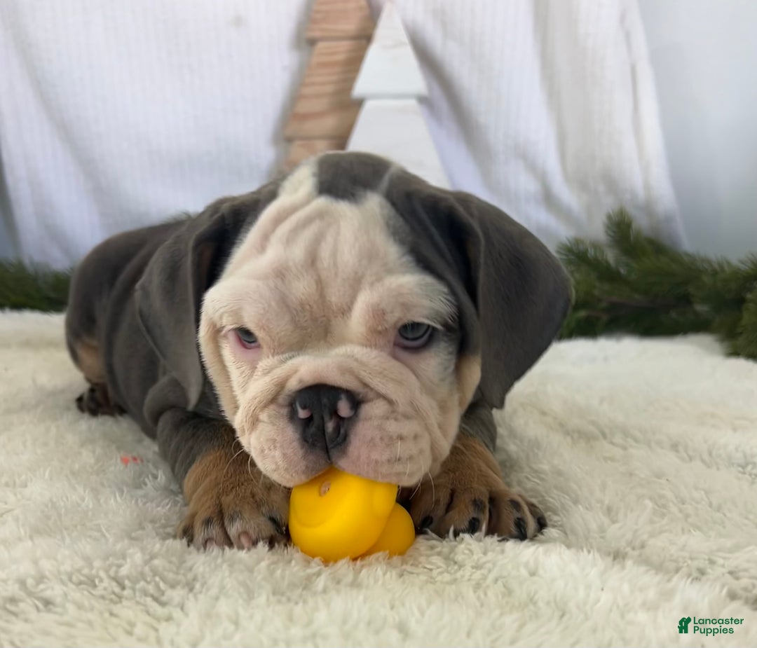 English Bulldog dogs for sale: Lindsay - Ad 4