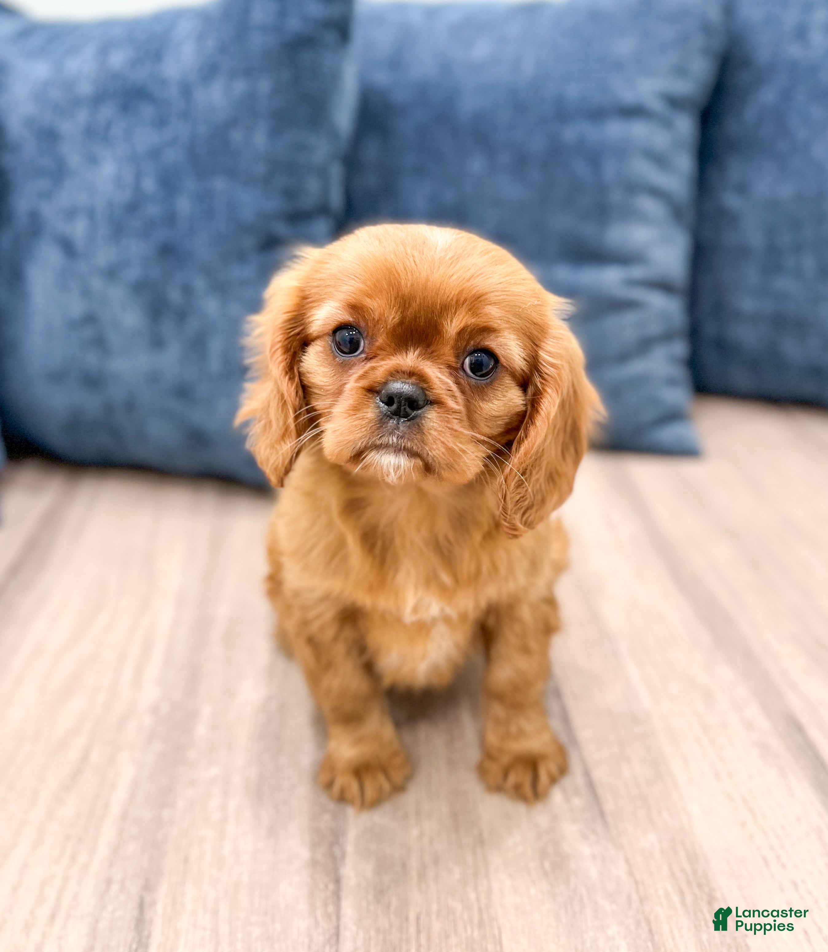 Cavalier King Charles Spaniel dogs for sale: Scarlett - Ad 1