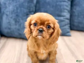 Cavalier King Charles Spaniel dogs for sale: Scarlett - Ad 1