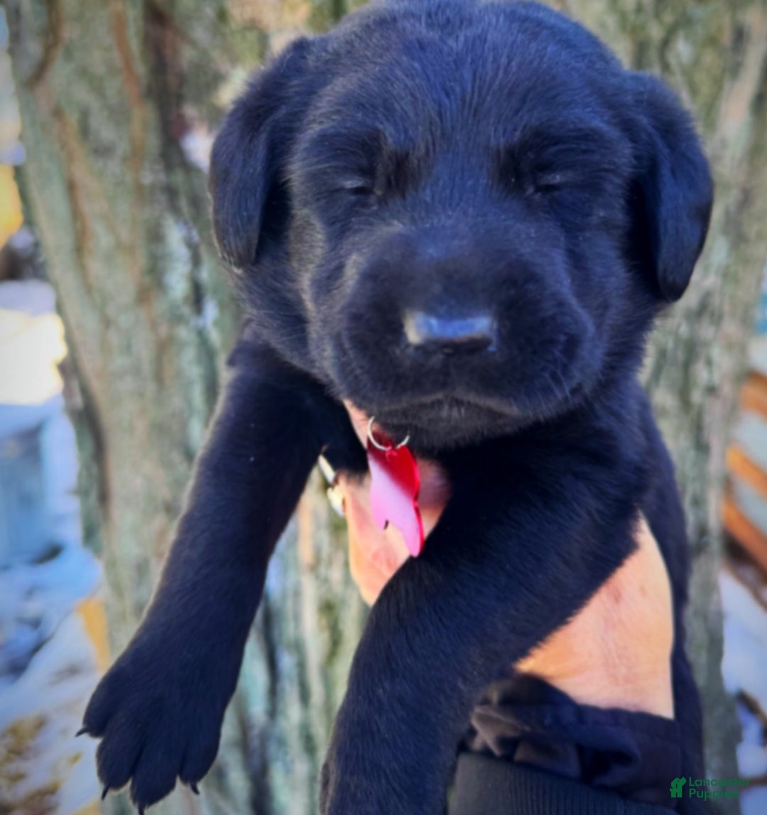 Labrador Retriever dogs for sale:  Puppy 1 - Ad 7