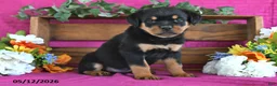 Rottweiler dogs for sale: Natasha - Ad 1
