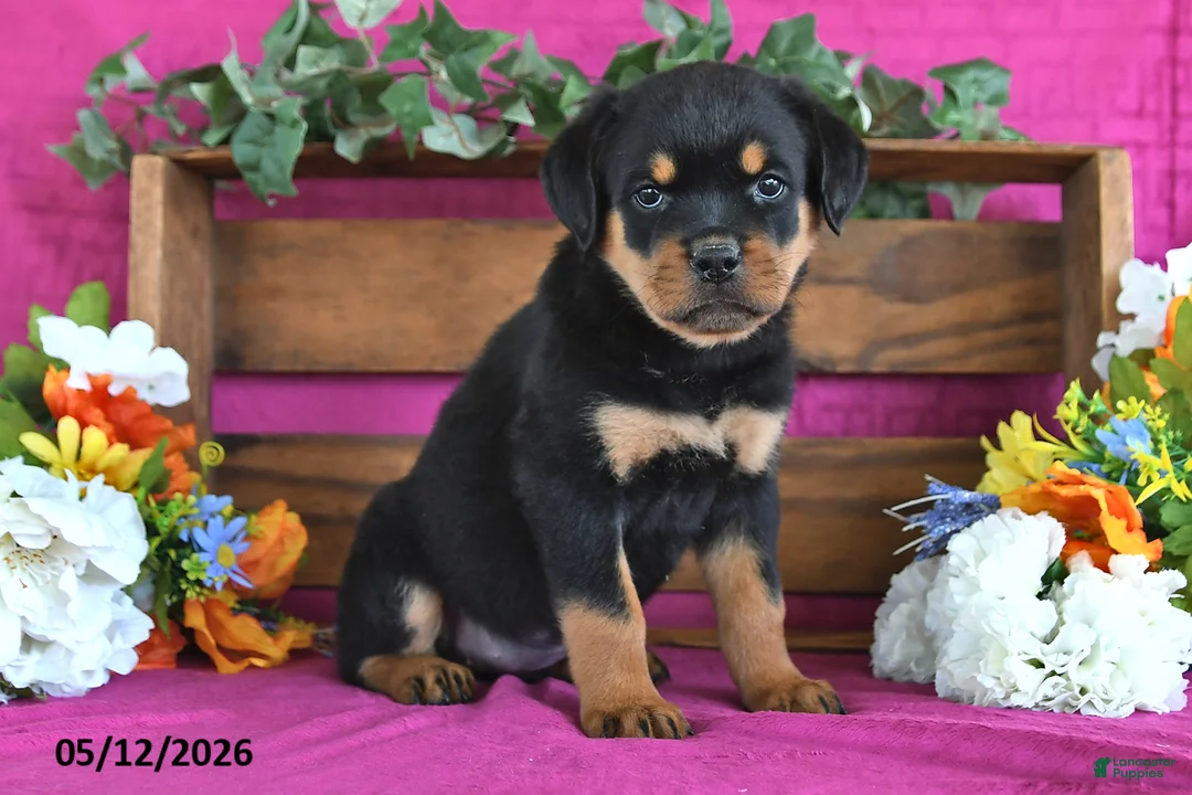 Rottweiler dogs for sale: Natasha - Ad 1