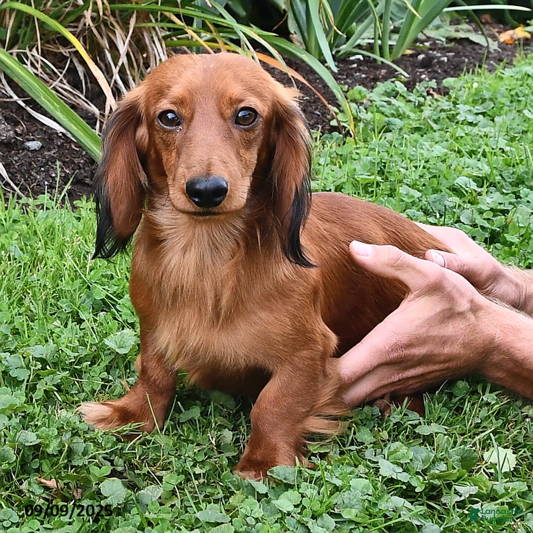 Miniature Dachshund dogs for sale: Stella  - Ad 6