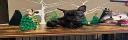 French Bulldog dogs for sale: French Bulldog Puppy 3 - Ad 2