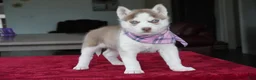 Siberian Husky dogs for sale: Willow - Ad 3