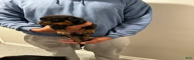 Rottweiler Puppy 2 - Daisy