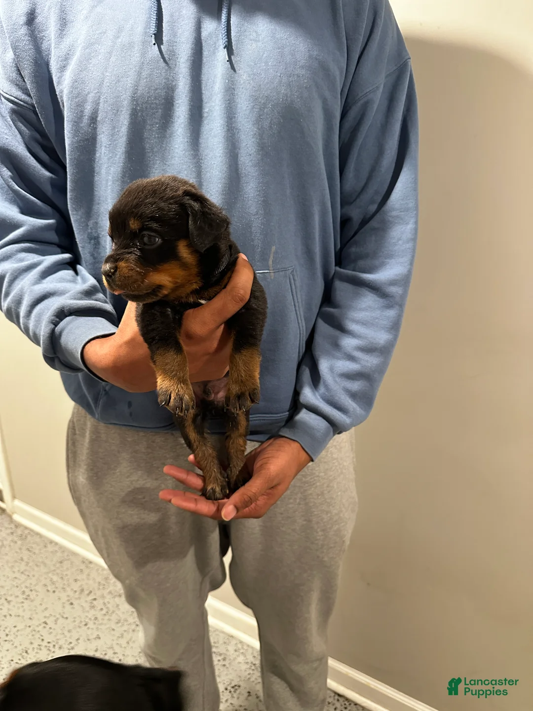Rottweiler dogs for sale: Rottweiler Puppy 2 - Daisy - Ad 1