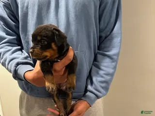 Rottweiler dogs for sale: Rottweiler Puppy 2 - Daisy - Ad 2