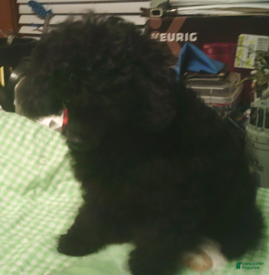 Toy Poodle dogs for sale: Black Boy - Ad 1