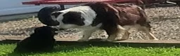 Australian Shepherd dogs for sale: Molly - Ad 5