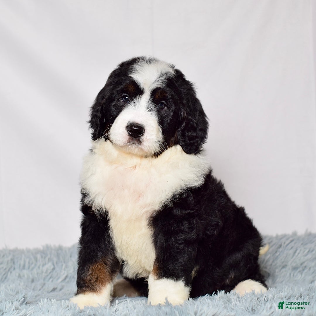 Bernedoodle dogs for sale: Ms. Maddie - Ad 5