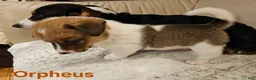 Mixed Breed dogs for sale: Orpheus - Ad 21