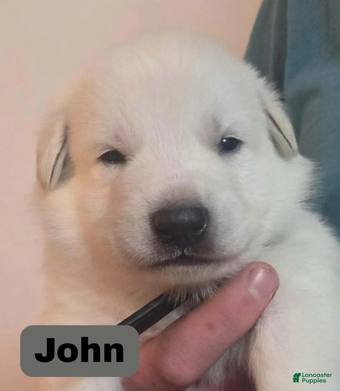German Shepherd dogs for sale: John - Ad 1