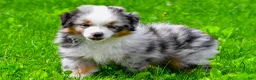 Miniature Australian Shepherd dogs for sale: Elon - Ad 3