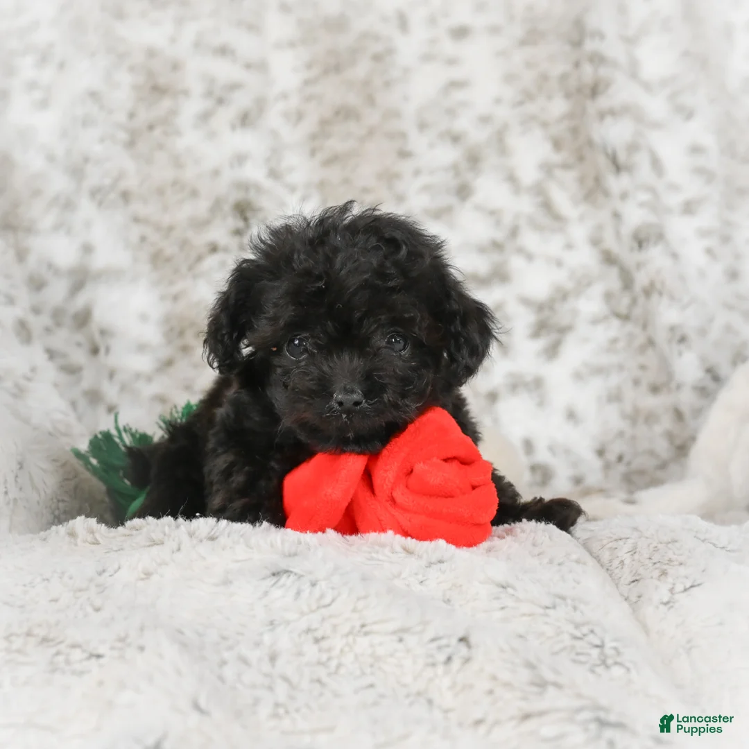 Cavapoo dogs for sale: Teddy - Ad 8