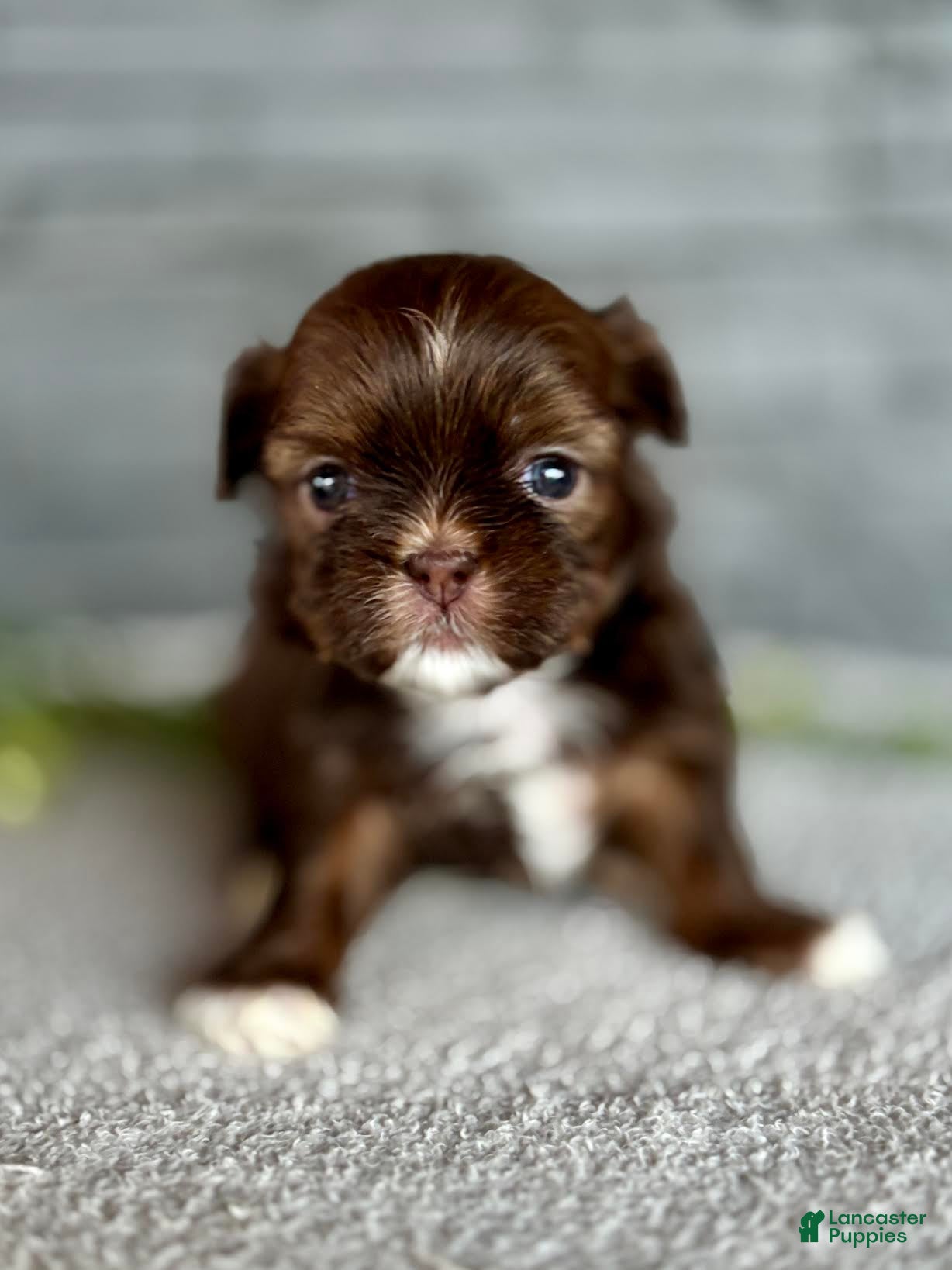 Shih Tzu dogs for sale: Sushi Shih Tzu Puppy  - Ad 2