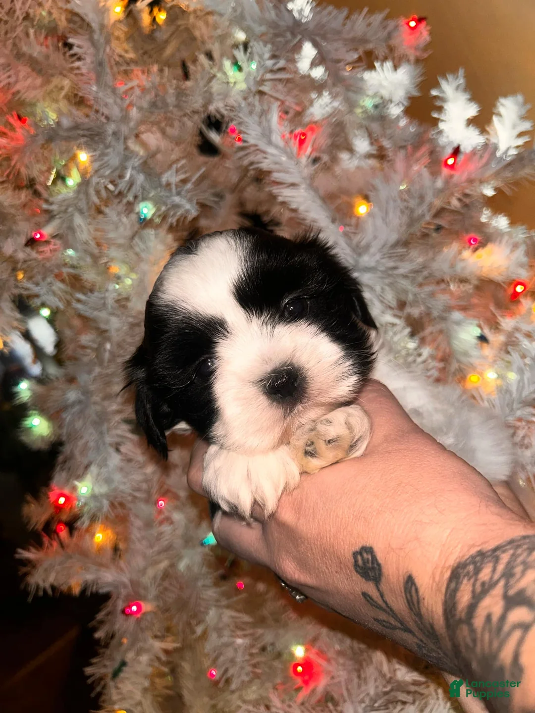 Gallery Image {{count}}