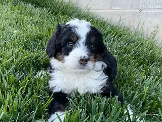 Mini Bernedoodle dogs for sale: Oliver - Ad 1