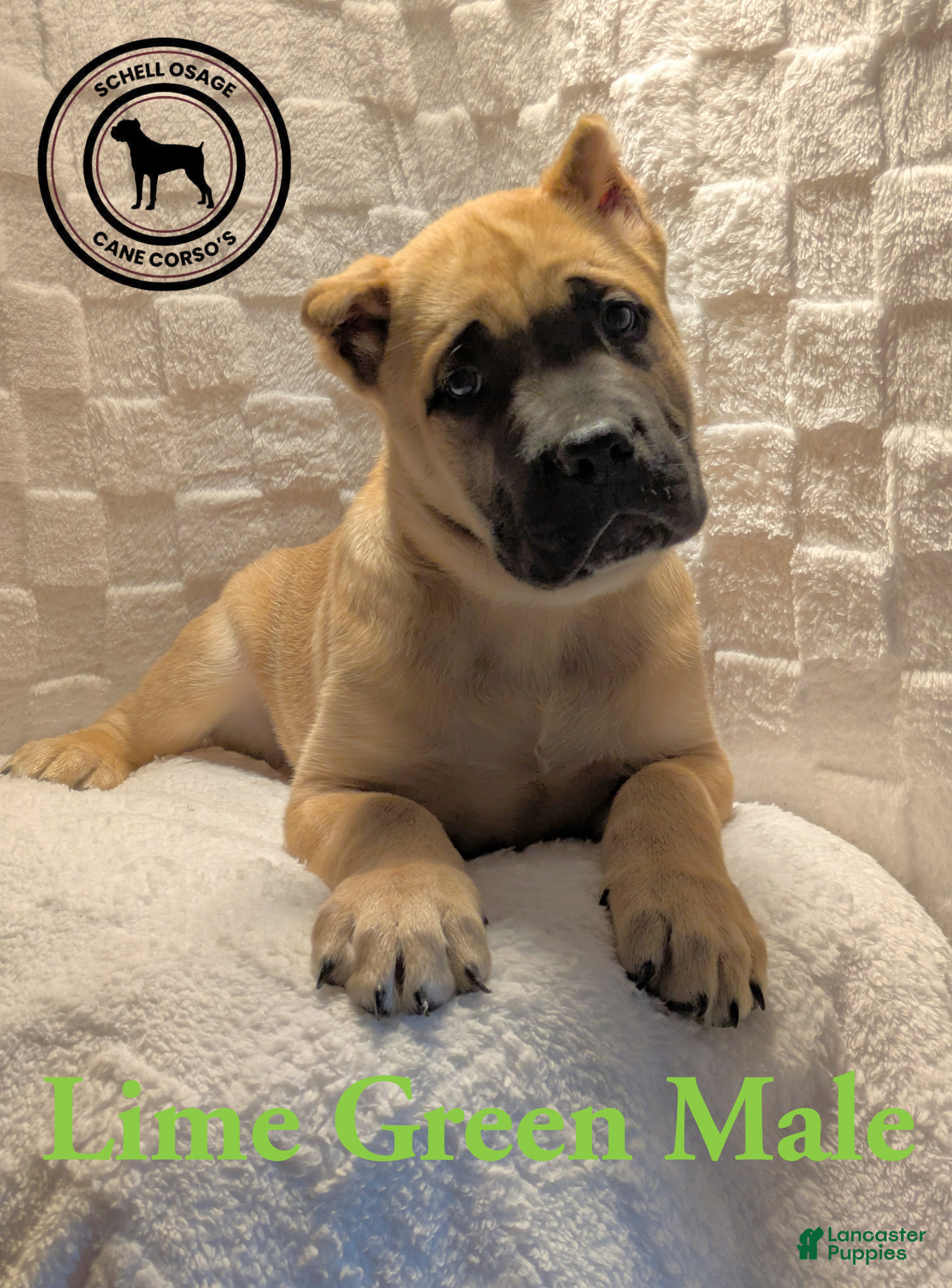 Cane Corso dogs Lime Green  - Ad 15
