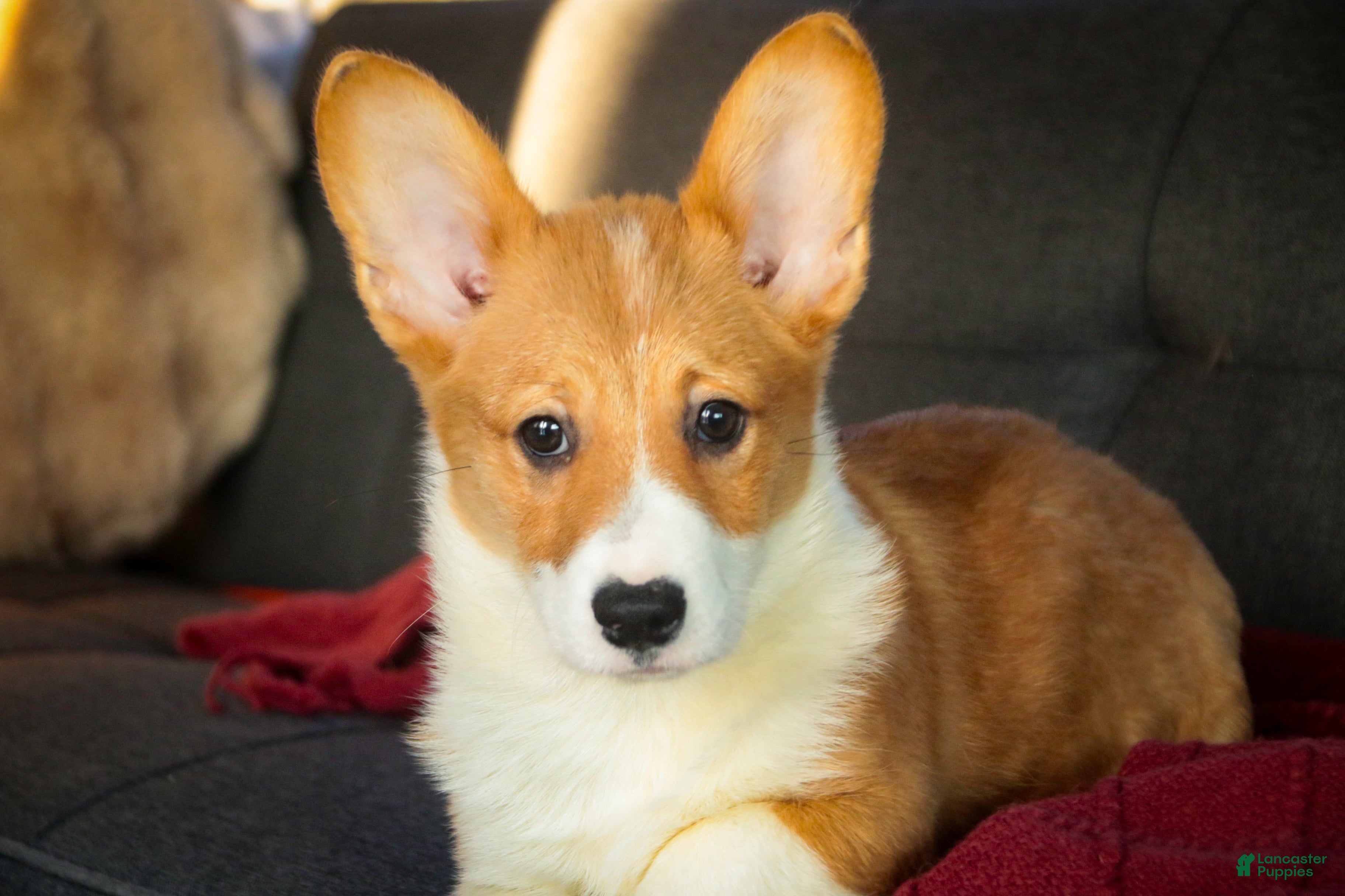 Welsh Corgi Pembroke dogs Steele - Ad 23