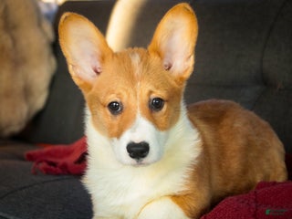 Welsh Corgi Pembroke dogs Steele - Ad 23