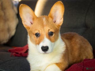 Welsh Corgi Pembroke dogs Steele - Ad 35