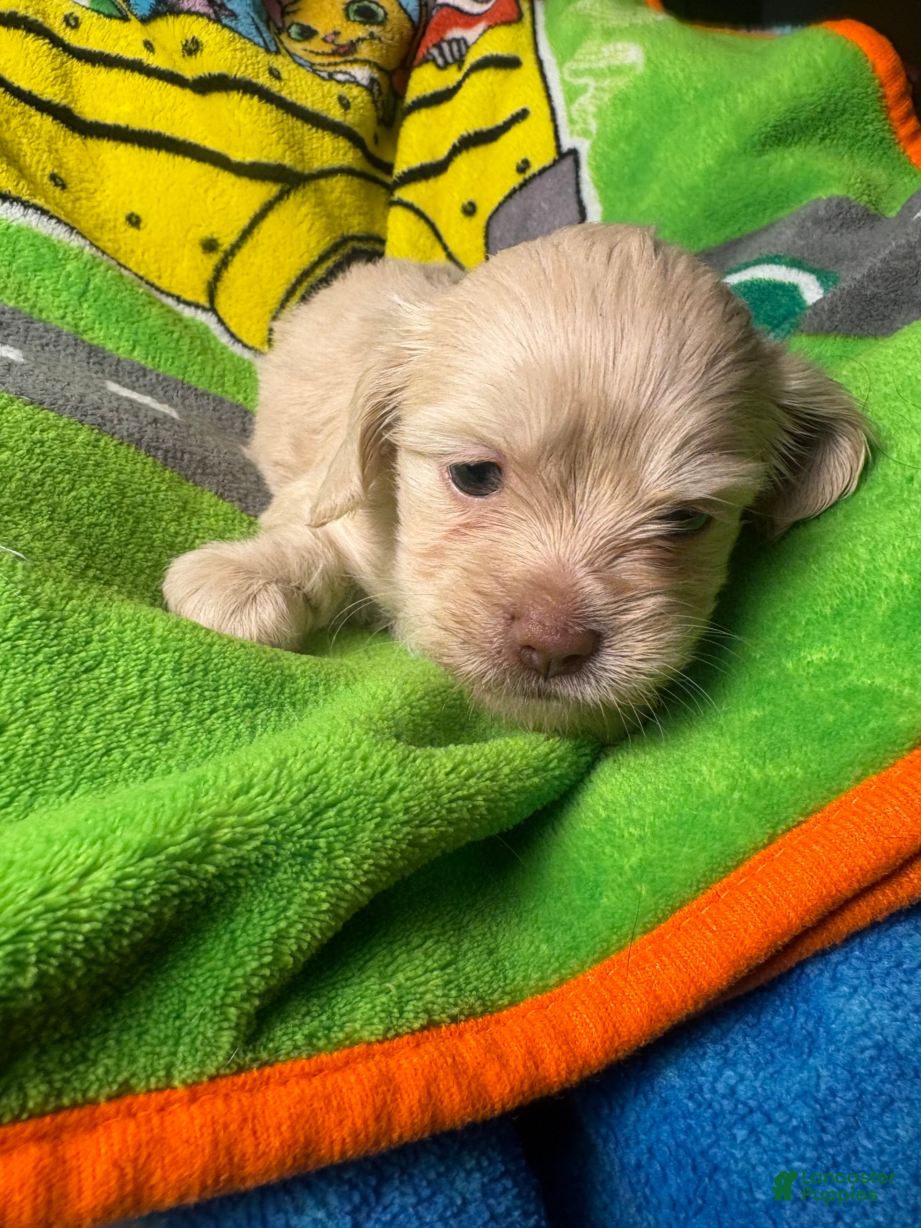 Mixed Breed dogs Betty Shweenie  - Ad 27