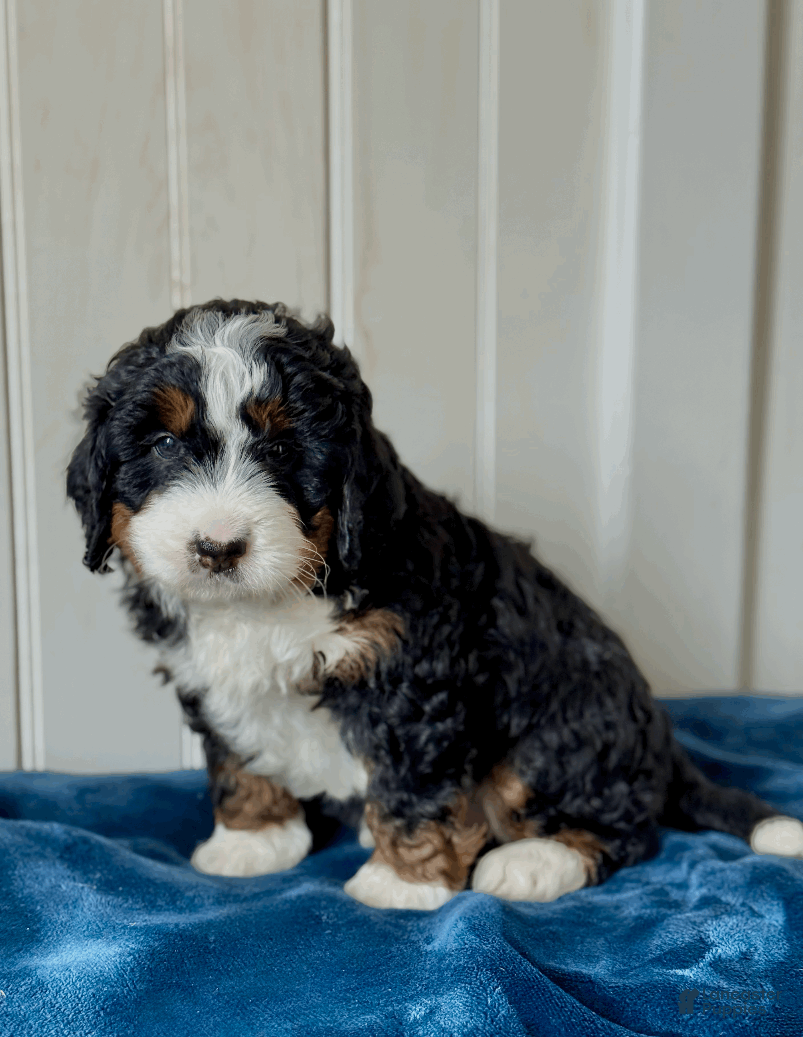 Mini Bernedoodle dogs Willow - Ad 1