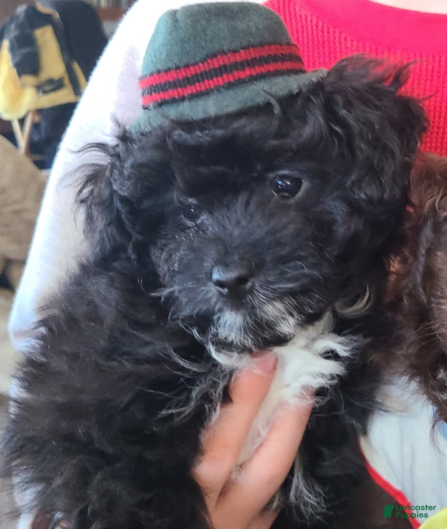 Pomapoo dogs Pomapoo Puppy 1 - Ad 2