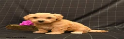 Maltipoo dogs for sale: Hamlet - Ad 5